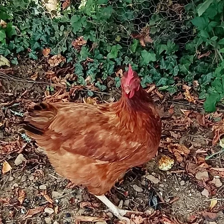Feriehus La Maison D A Cote