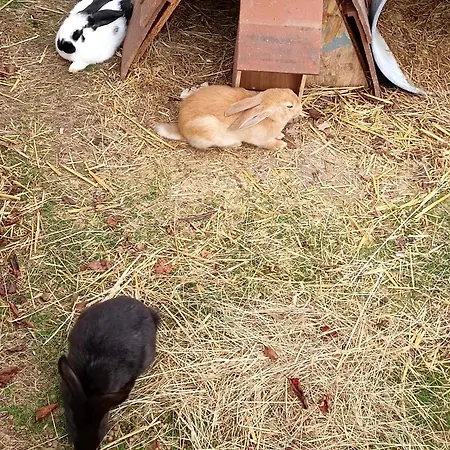 Feriehus La Maison D A Cote Lacropte