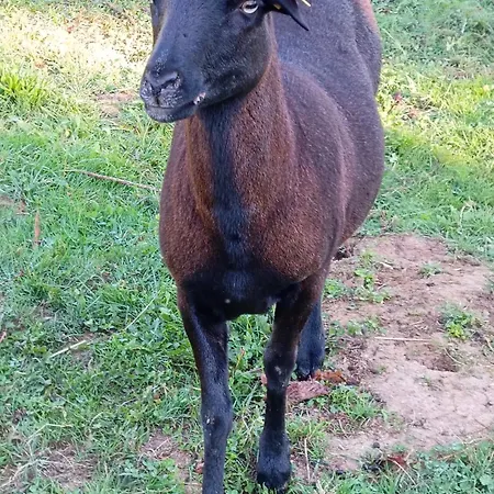 La Maison D A Cote Lacropte