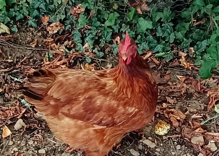 Ferienhaus La Maison D A Cote