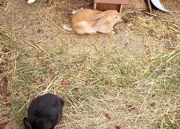 Ferienhaus La Maison D A Cote Lacropte