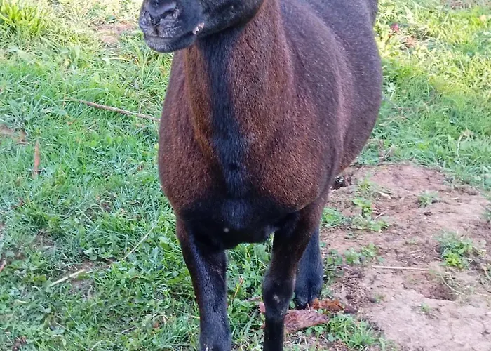 La Maison D A Cote Lacropte
