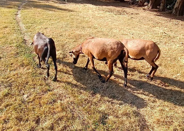 La Maison D A Cote * Lacropte